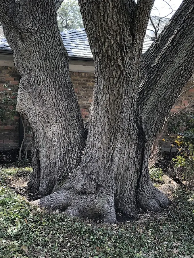 Mature heritage tree close to a Green Cove Springs property cared for by certified arborists